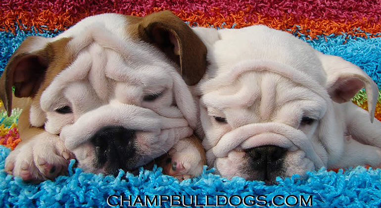 English bulldog puppies picture